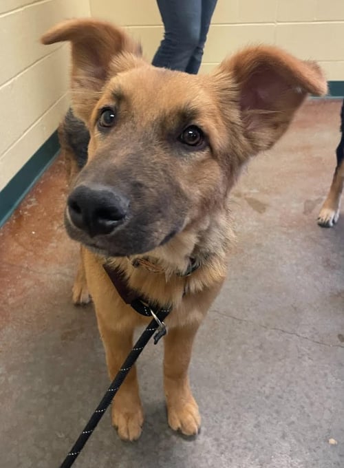 ABE - German Shepherd Dog available for adoption