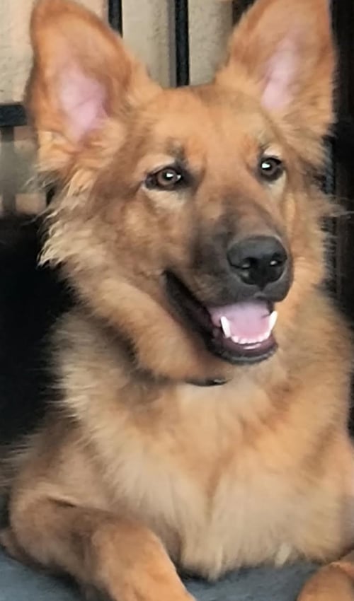ABE [MEDICAL] - German Shepherd Dog for adoption in Kansas City