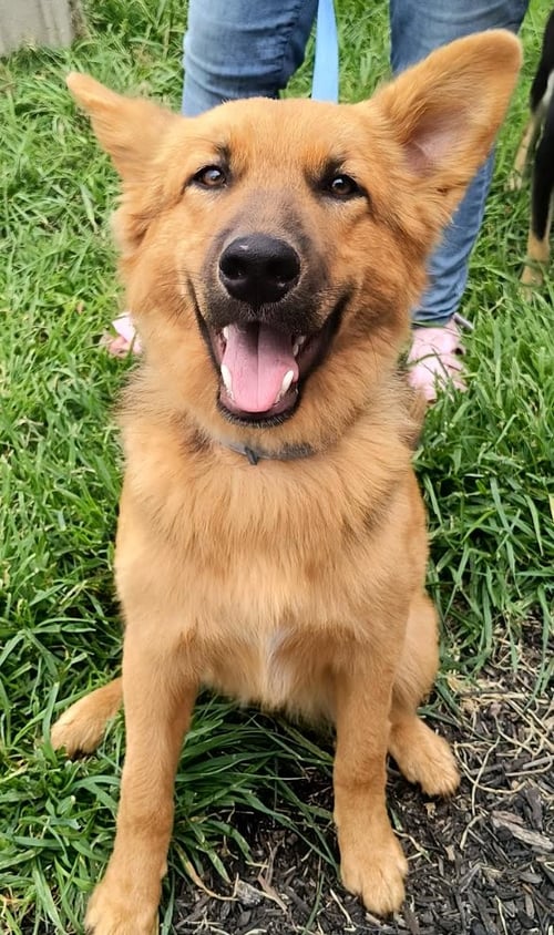 ABE - German Shepherd Dog for adoption in Kansas City