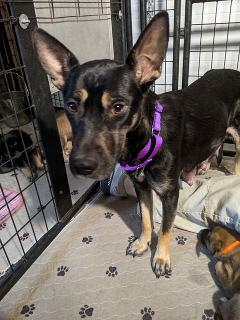 PRIN - Shepherd available for adoption