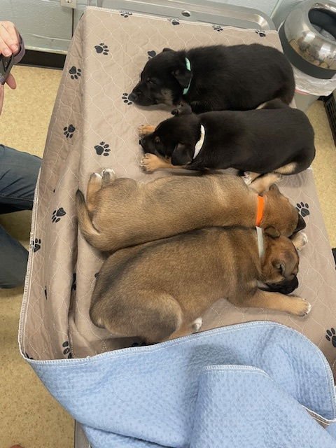 PIPER - Shepherd available for adoption