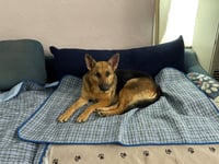 Molly - Photo 2