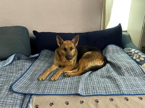 MOLLY - German Shepherd Dog available for adoption