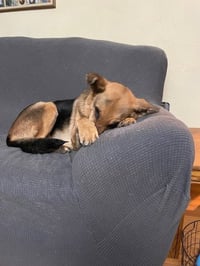 Molly - Photo 4