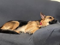 Molly - Photo 1