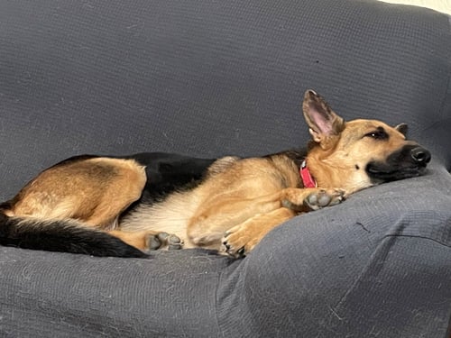 MOLLY - German Shepherd Dog for adoption in Kansas City