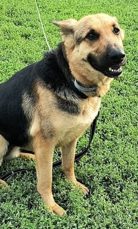 Molly - Photo 7