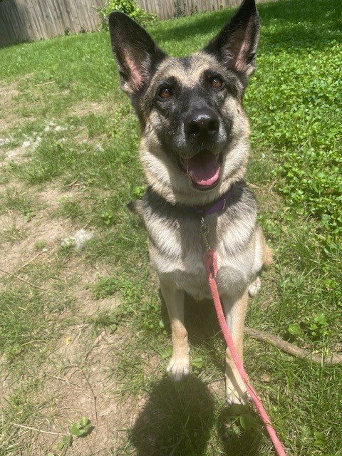 DAISY - German Shepherd Dog for adoption in Kansas City