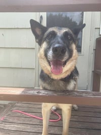 Daisy - Photo 2