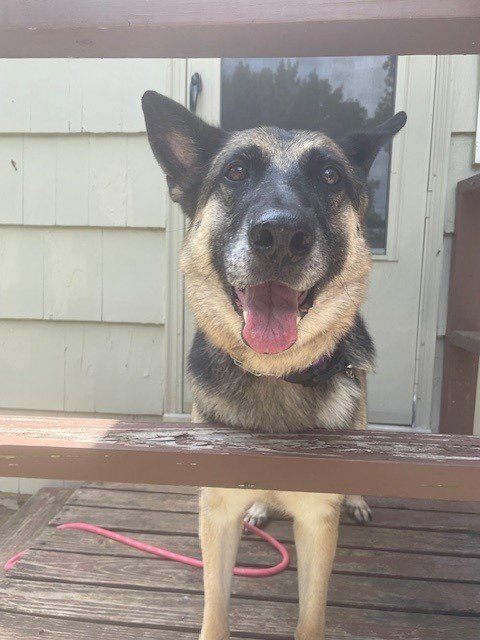 DAISY - German Shepherd Dog available for adoption