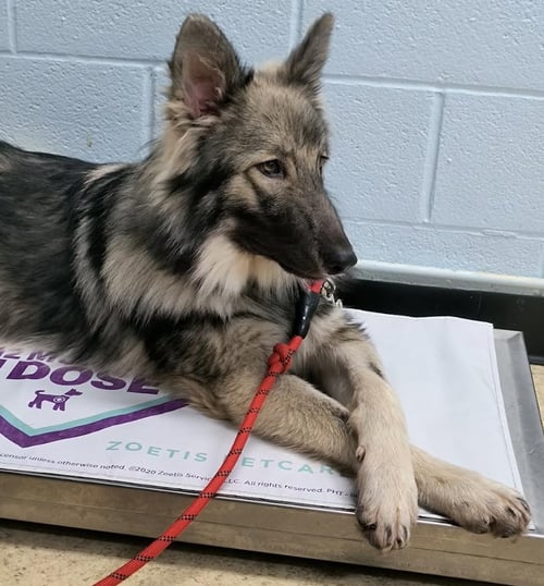 TATUM - German Shepherd Dog available for adoption