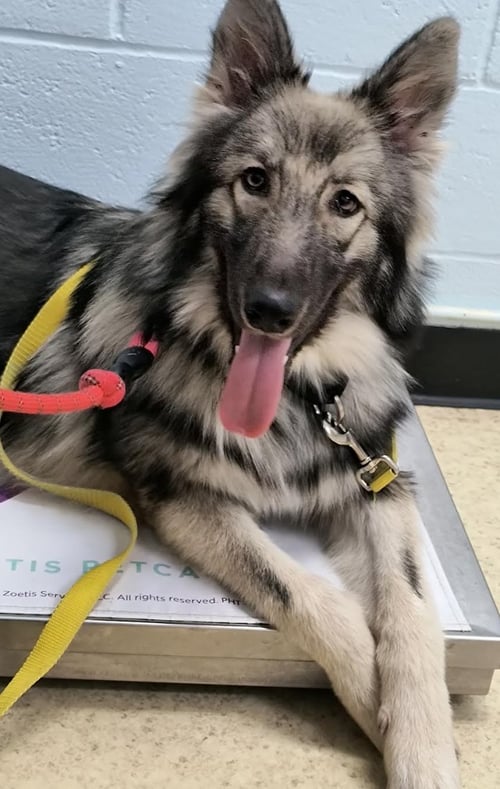 TATUM - German Shepherd Dog for adoption in Kansas City
