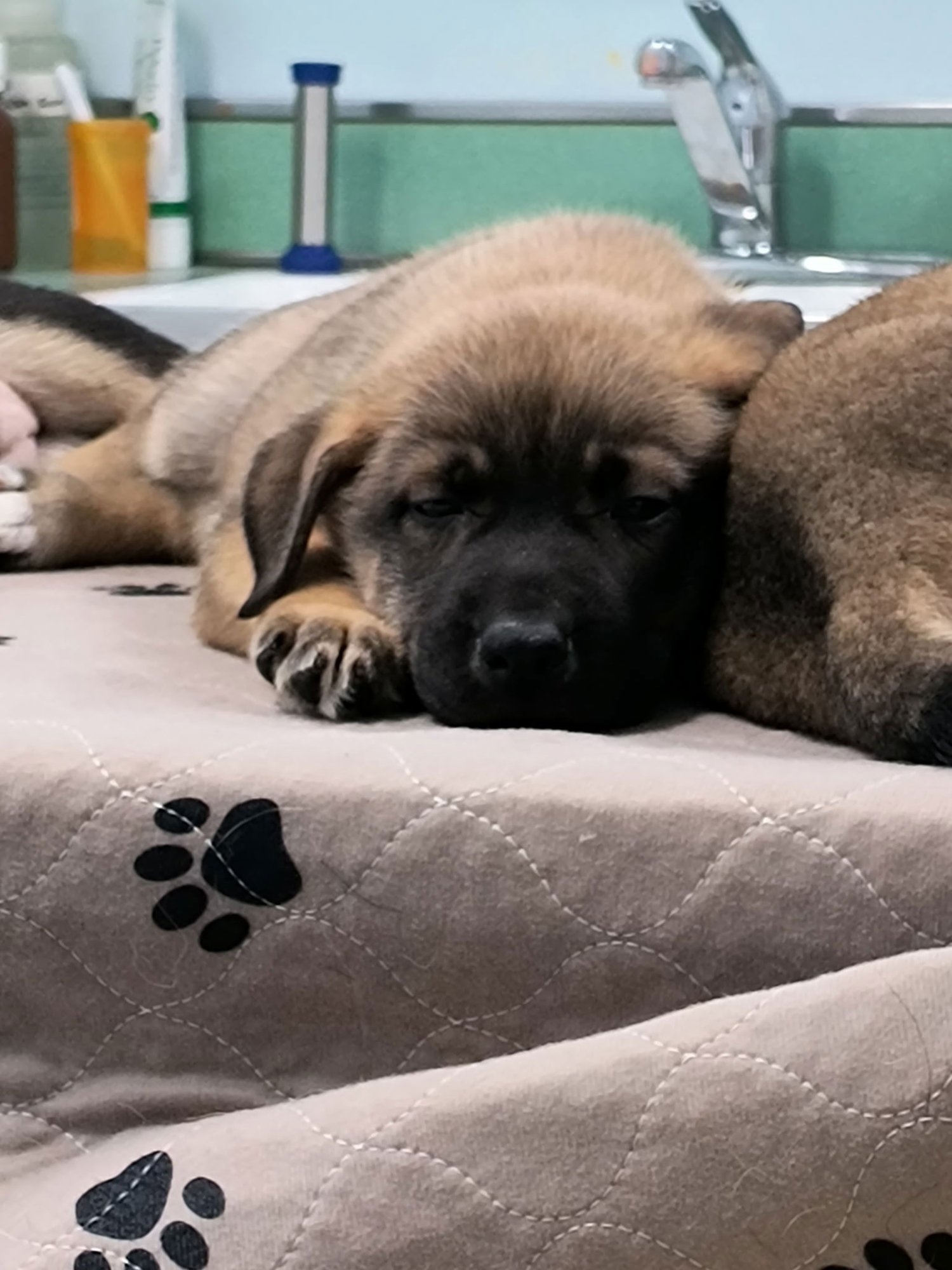 STELLA - Shepherd available for adoption