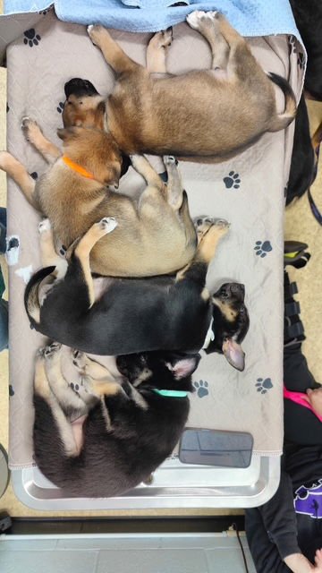 STELLA - Shepherd available for adoption