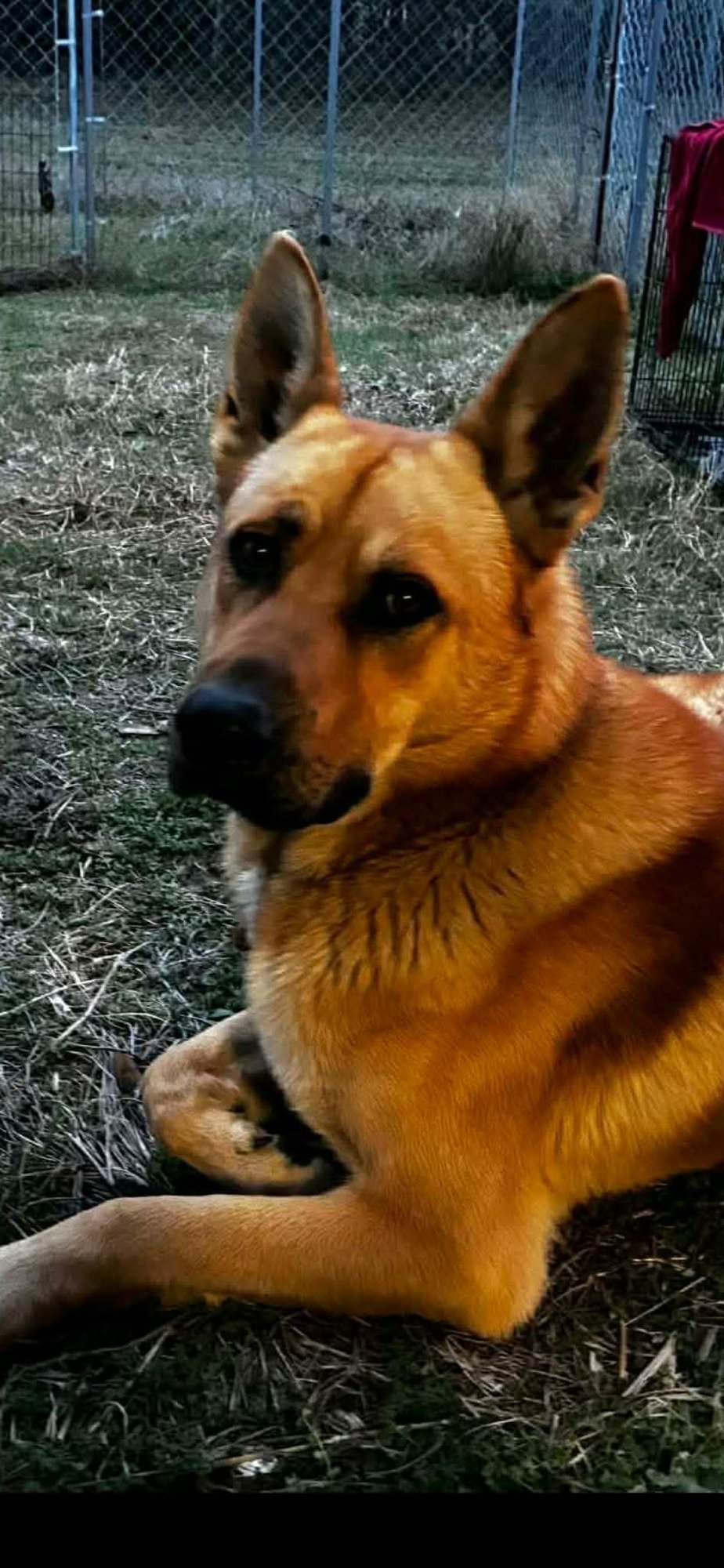BODIE - German Shepherd Dog available for adoption