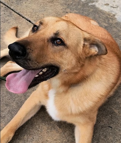 BODIE - German Shepherd Dog for adoption in Kansas City