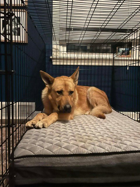 BODIE - German Shepherd Dog available for adoption