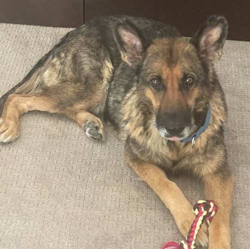 LEXI - German Shepherd Dog for adoption in Kansas City