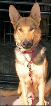 Elsie - Photo 3