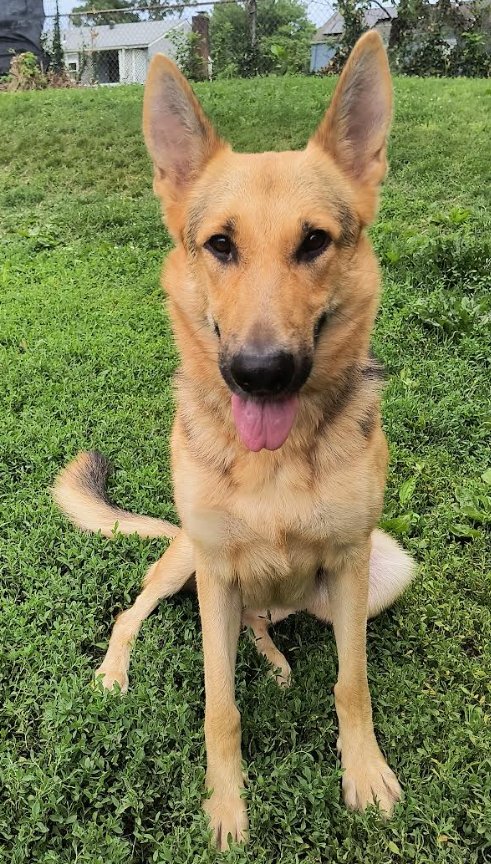 ELSIE - German Shepherd Dog for adoption in Kansas City