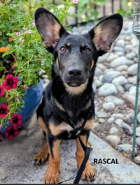 Rascal - Photo 1