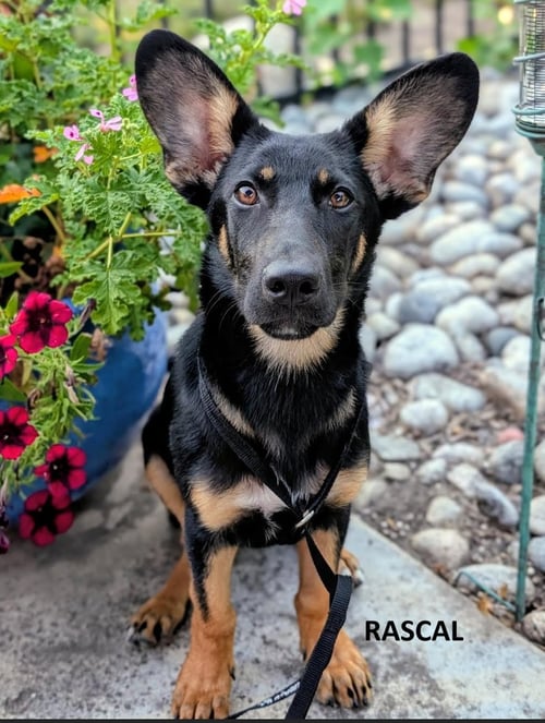 RASCAL - German Shepherd Dog for adoption in Kansas City