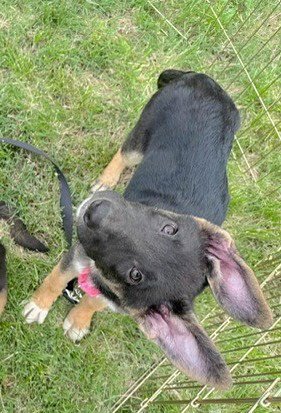 BEA - German Shepherd Dog for adoption in Kansas City