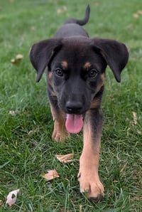 Sadie - Photo 1