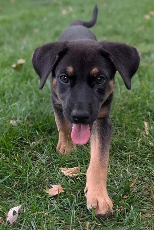 SADIE - German Shepherd Dog for adoption in Kansas City