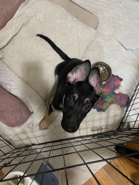 BUBBA - German Shepherd Dog available for adoption