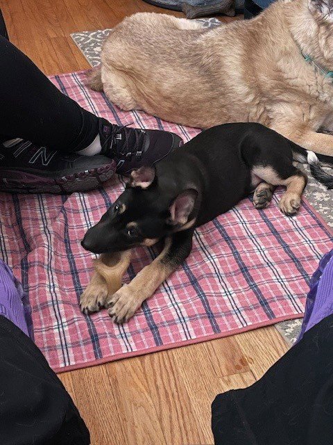 BUBBA - German Shepherd Dog available for adoption