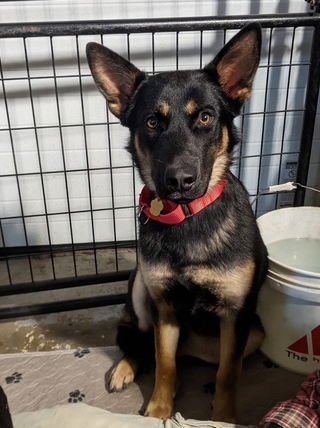 GABY - Shepherd available for adoption