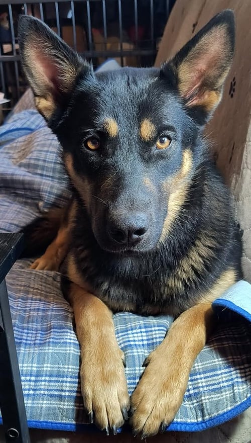 GABY - Shepherd for adoption in Kansas City