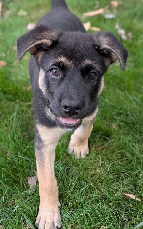 Chloe Image