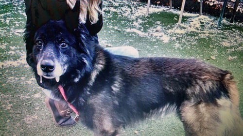 XANDER - Belgian Shepherd Tervuren available for adoption
