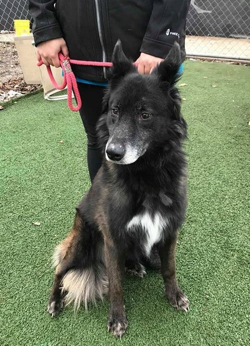 XANDER - Belgian Shepherd Tervuren for adoption in Kansas City
