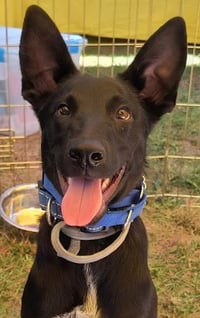Loki - Photo 3