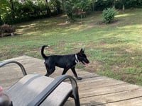Loki - Photo 6