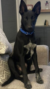 Loki - Photo 2