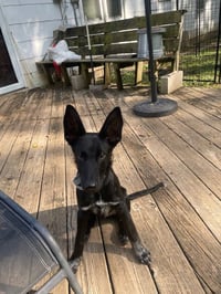 Loki - Photo 4