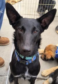 Loki - Photo 1