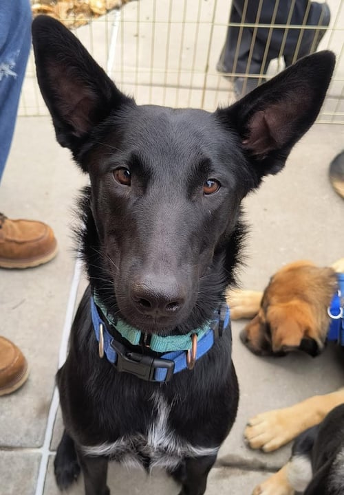 LOKI - Belgian Shepherd Malinois for adoption in Kansas City