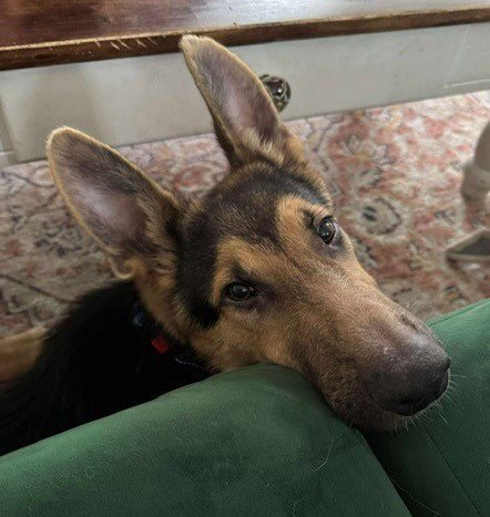 ATLAS - German Shepherd Dog available for adoption