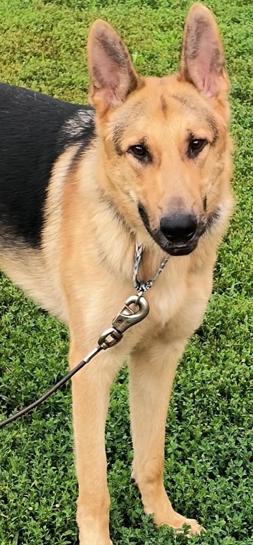 ATLAS - German Shepherd Dog for adoption in Kansas City