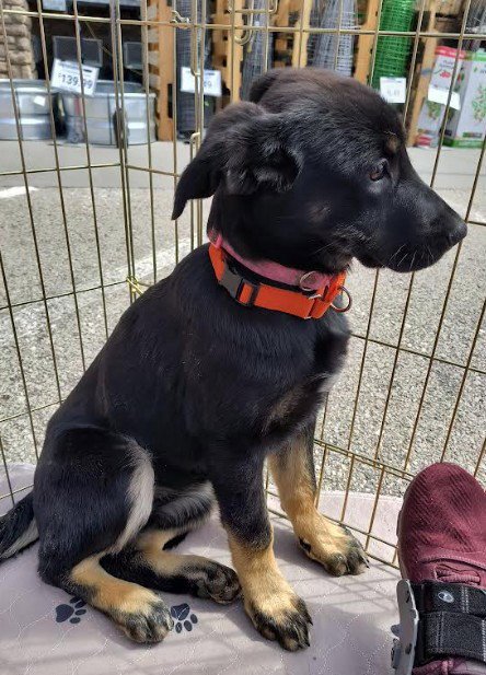 LAYLA - German Shepherd Dog available for adoption