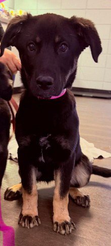 LAYLA - German Shepherd Dog available for adoption