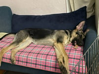 Luna - Photo 5