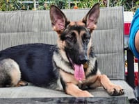 Luna - Photo 4