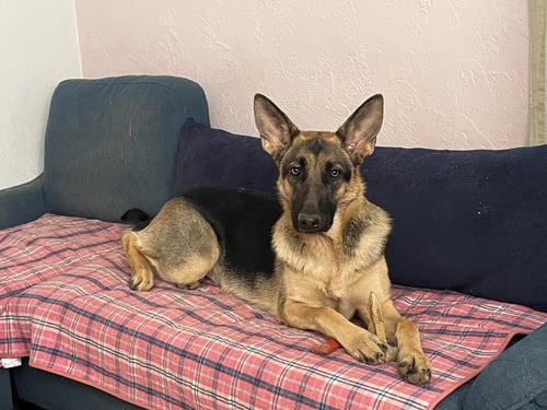 LUNA - German Shepherd Dog for adoption in Kansas City