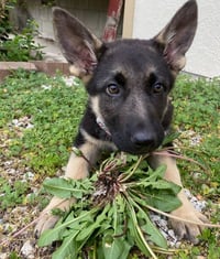 Luna - Photo 7